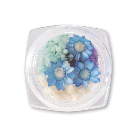 Dried flower blue