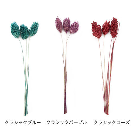 ポアプランツ HBR-289　クラシックパープル